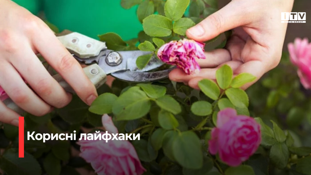 Як правильно обрізати троянди навесні, щоб рясно цвіли