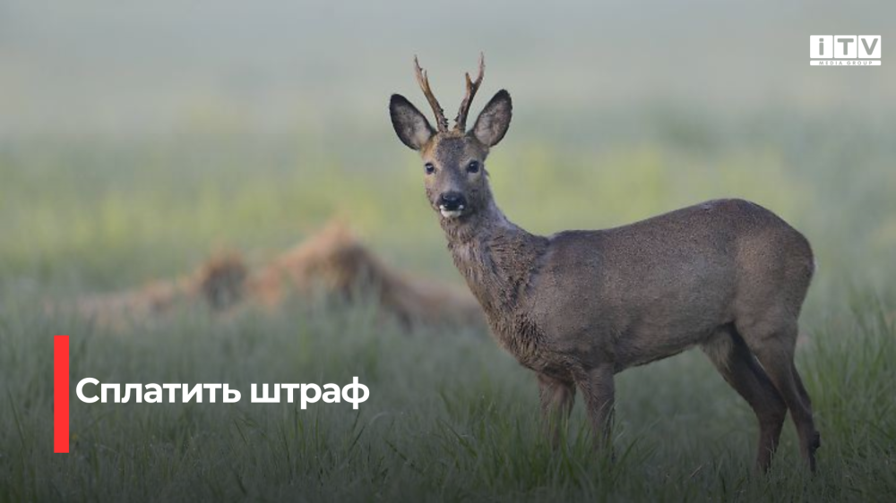 За вбивство козулі житель Рівненщини відшкодує понад 30 тис. гривень збитків