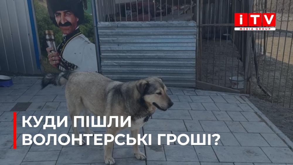 У Рівному волонтери зібрали 700 тис. грн для тварин: куди спрямували кошти (ВІДЕО)