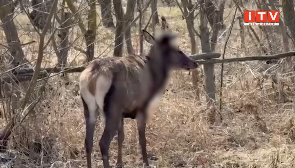 На Рівненщині збили оленя Бориса (ВІДЕО)