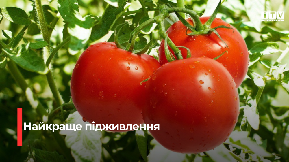 Секрет щедрого врожаю: що обов’язково класти в лунку для томатів