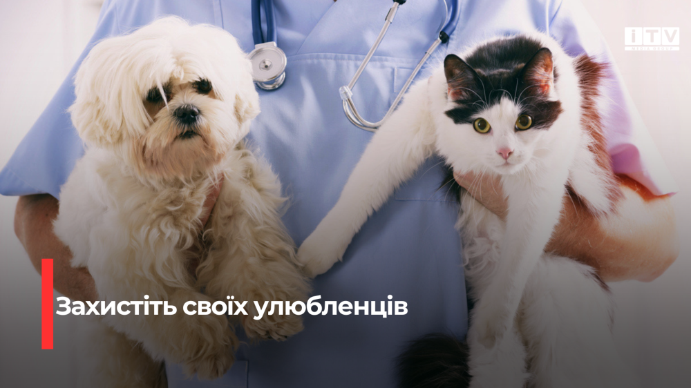 Безкоштовне щеплення від сказу у Здолбунові: де та коли можна вакцинувати домашніх улюбленців