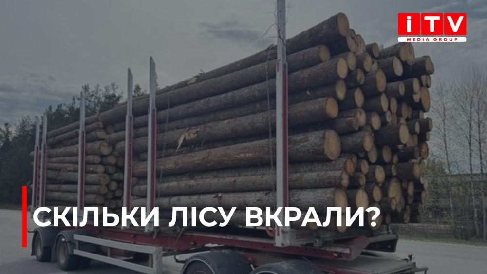 Незаконна вирубка лісів: наймасштабніші випадки на Рівненщині цьогоріч (ВІДЕО)