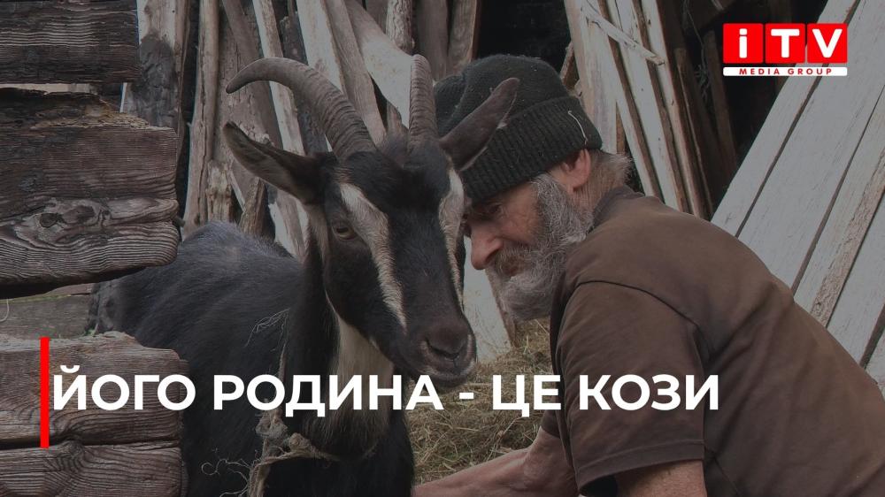 На Дубровиччині самотній пенсіонер доглядає за майже двома десятками кіз (ВІДЕО)