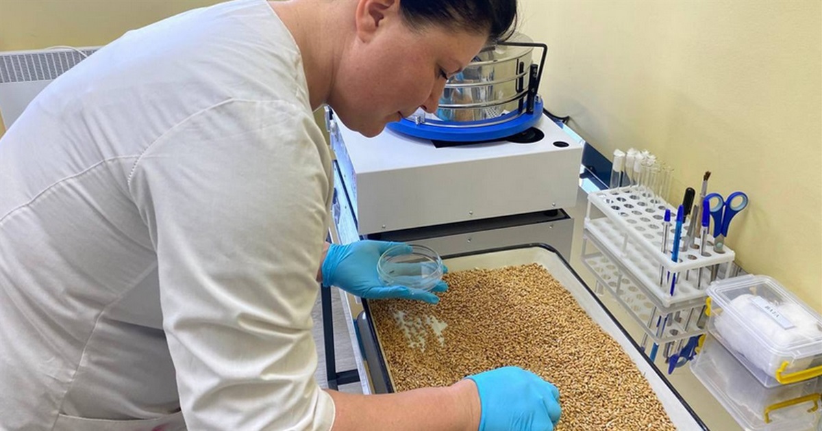 В Ізмаїльському районі відкрили фітолабораторію для перевірки зерна
