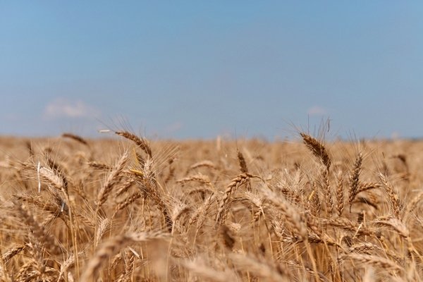 Аграрії засіяли вже 5,5 млн га ярих зернових та зернобобових культур