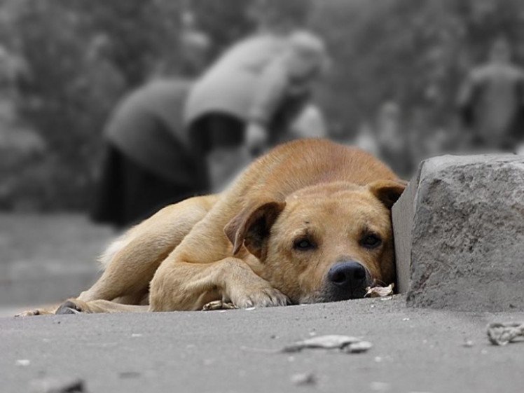На Лисянщині люди жорстоко поводяться з собаками