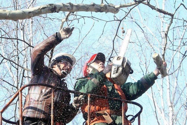 На набережній у Каневі обрізатимуть пошкоджені внаслідок обстрілу дерева