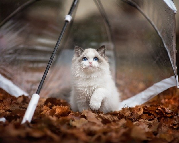 Незначне потепління з дощами і туманами прогнозують синоптики