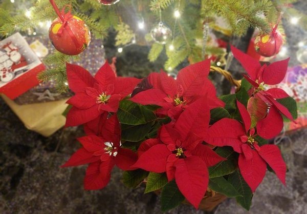Квітка різдвяного настрою: як правильно доглядати за пуансетією