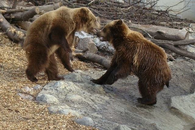 В Черкаському зоопарку вже прокинулися ведмеді