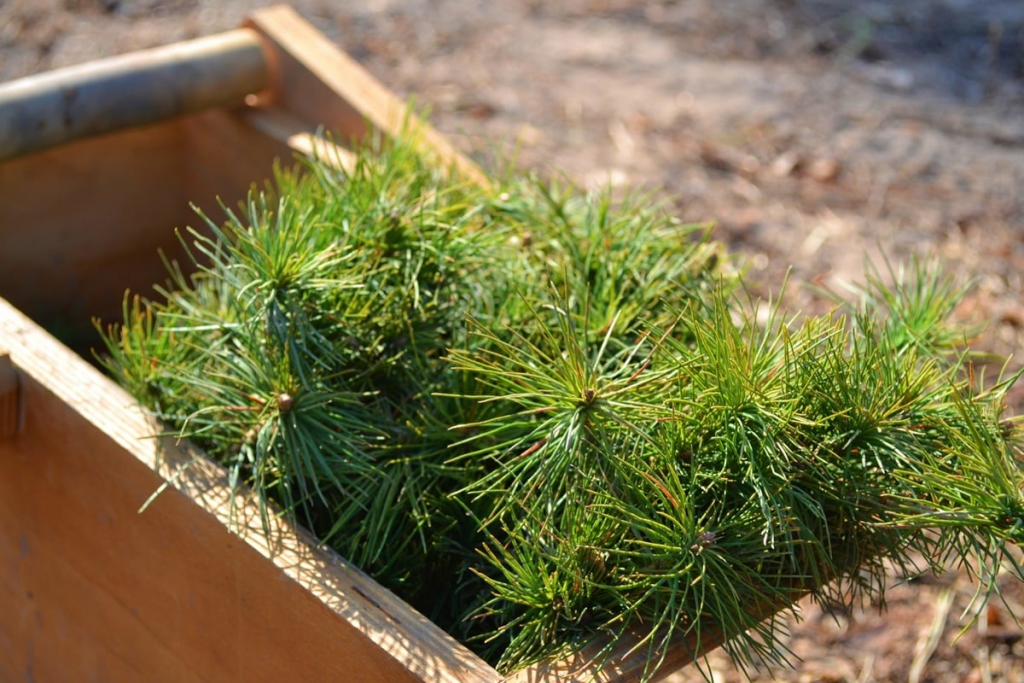 Громади отримують нові можливості для розвитку і збереження лісів