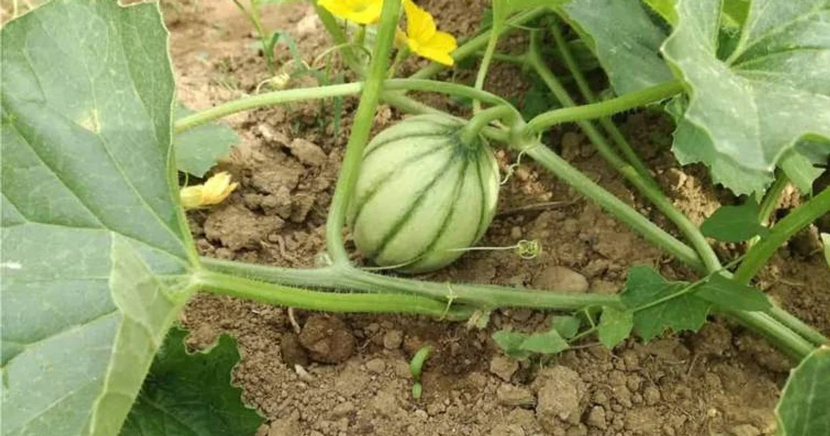 Коли садити кавуни у відкритий ґрунт: сприятливі дні 2026 року