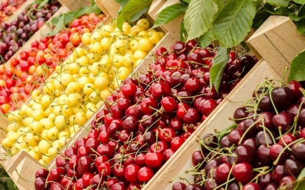 Чи вистачить українцям цьогоріч черешні і скільки вона коштуватиме: відповідь експерта