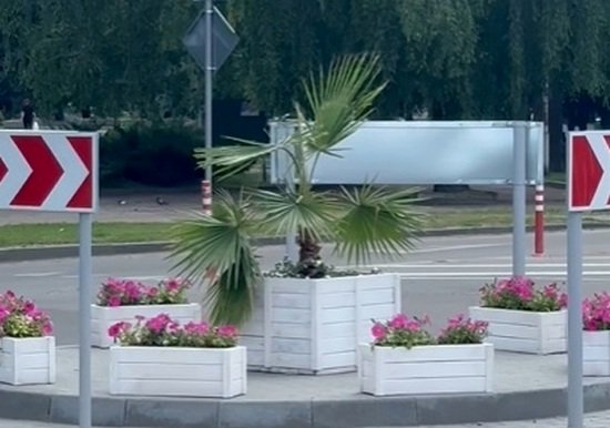 Екзотична пальма росте у центрі Золотоноші