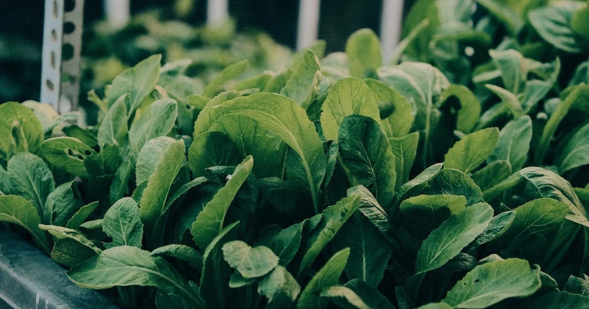 Які салатні овочі найкорисніші для травлення: список із шести продуктів