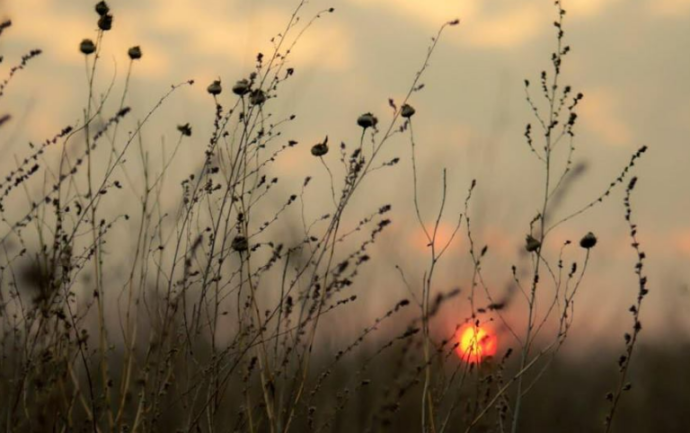 На Кіровоградщині незаконно розорювали пасовища: громаді повернули 58 гектарів землі