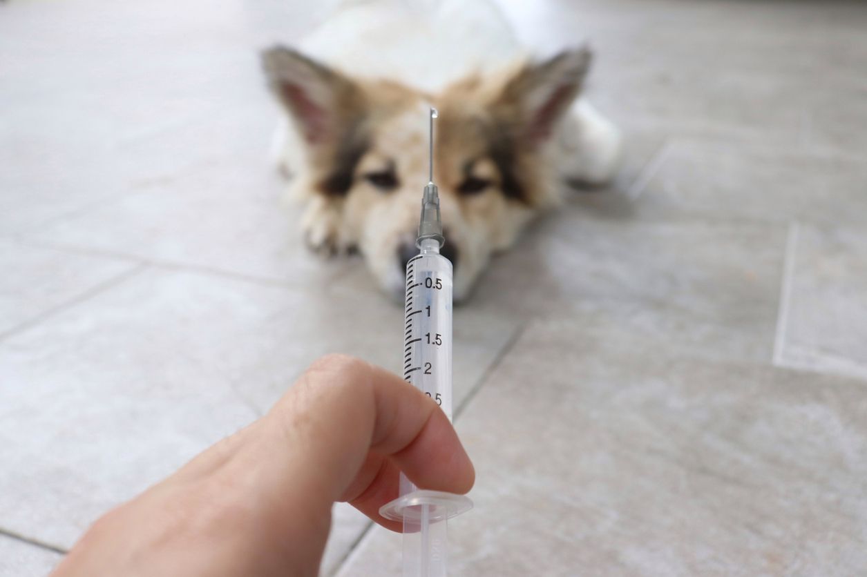 У Василькові проведуть вакцинацію тварин від сказу
