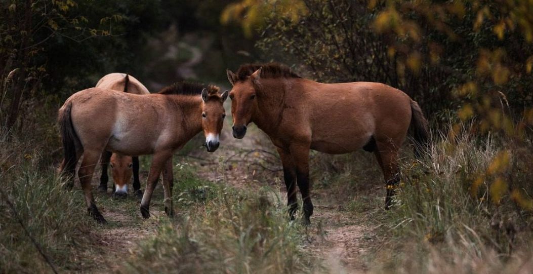 Пржевальські повертаються: рідкісні коні знову в Чорнобильській зоні