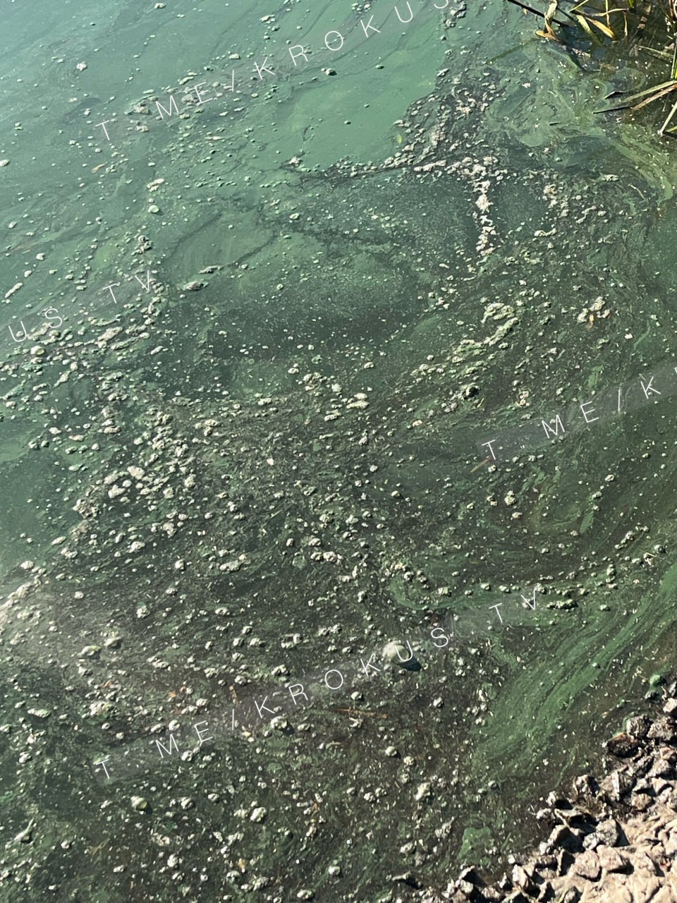 На річці Рось виявили ознаки забруднення: активісти вимагають перевірки