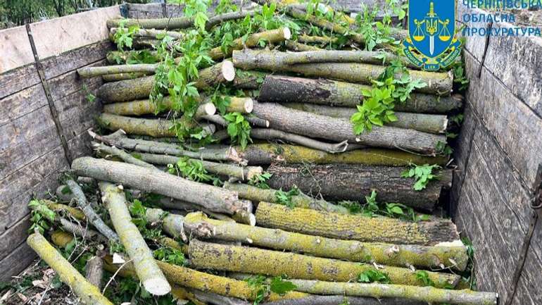 На Ніжинщині лісник допоміг злочинцям зрубати дерева на понад 1,6 млн грн
