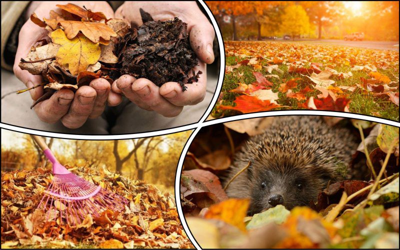 Опале листя – не сміття, а ресурс