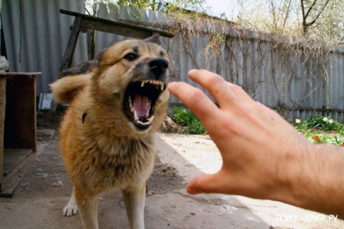 На Чернігівщині зафіксовано випадок сказу: собака загинув, господаря госпіталізували