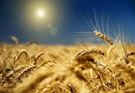 Вартість оренди сільськогосподарської землі в Україні зросла на 36%