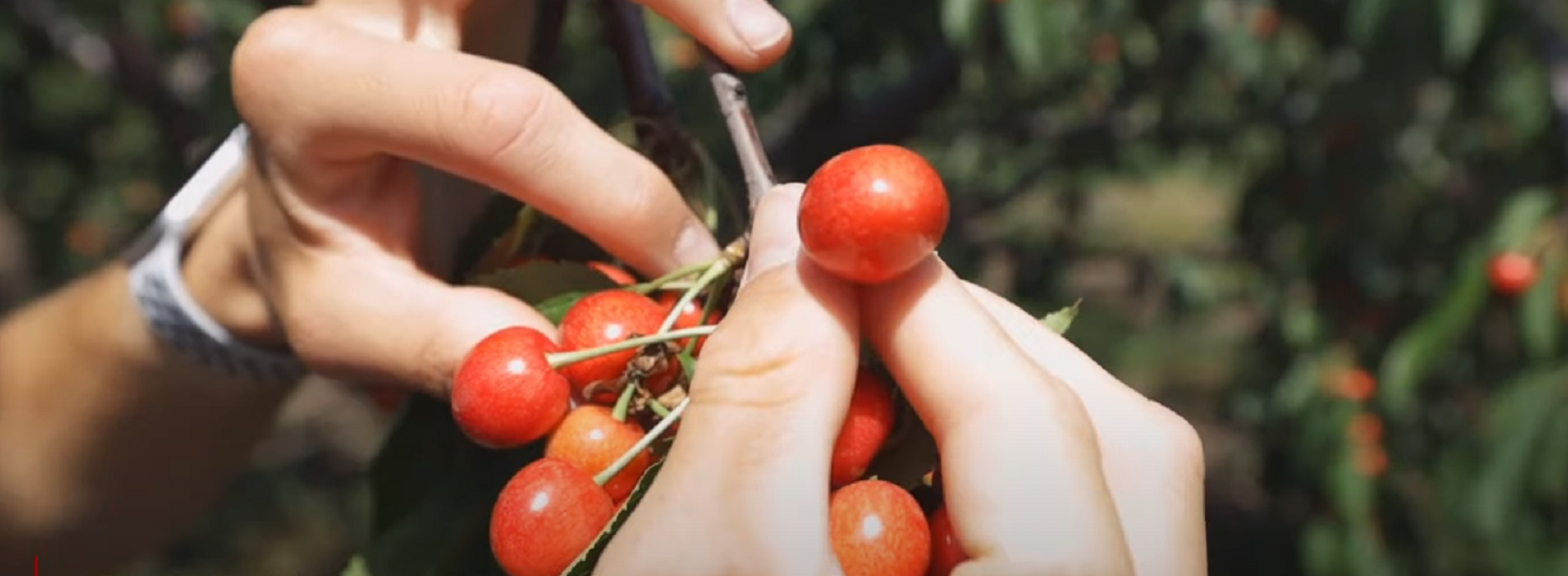 Чем подживить вишни, черешни и сливы для богатого урожая: никакой химии – одна органика