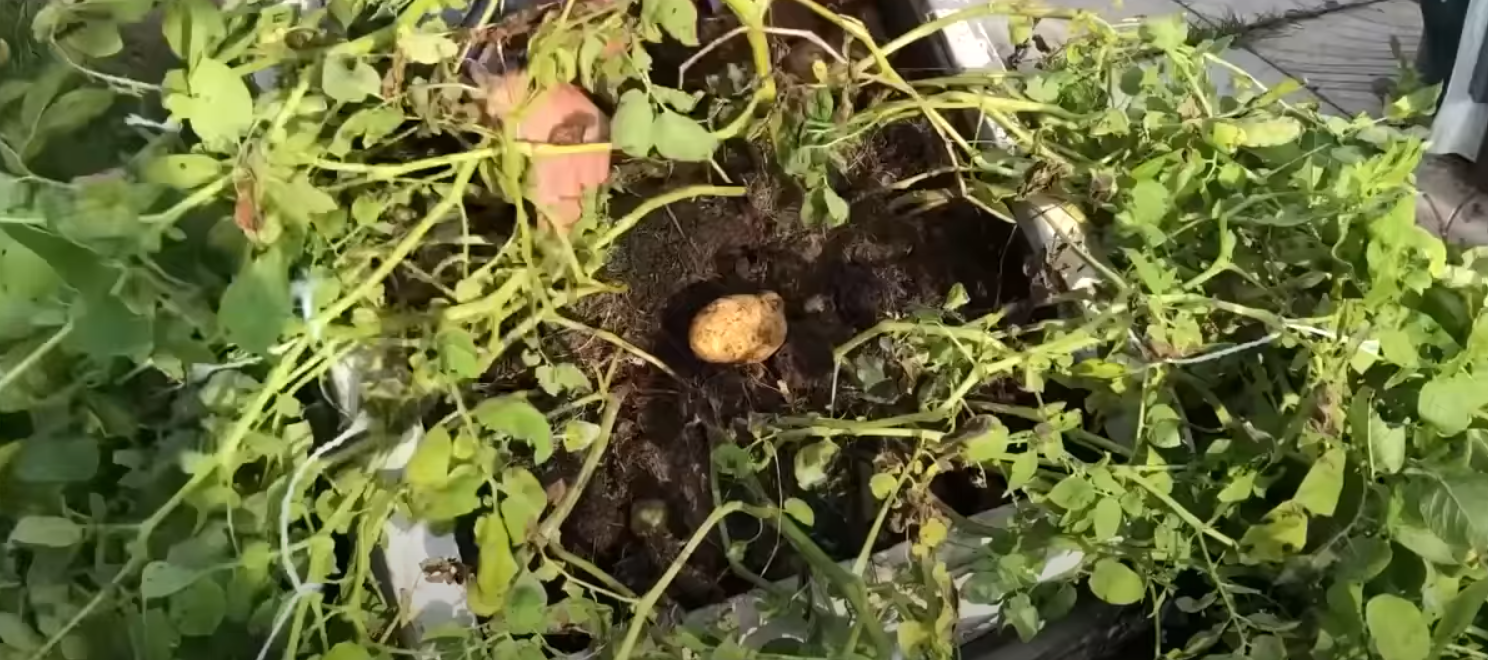 Колорадский жук убежит и без химикатов: какое растение нужно посадить возле картошки - еще и урожая прибавится