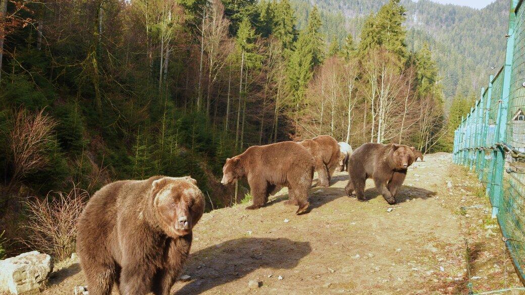 У Карпатах після зимової сплячки прокинулися ведмеді (фото)