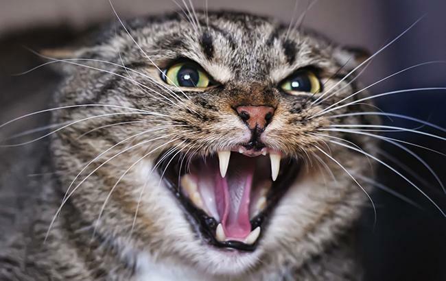 У Надвірнянському районі виявили сказ у домашнього кота: господар постраждав від укусів