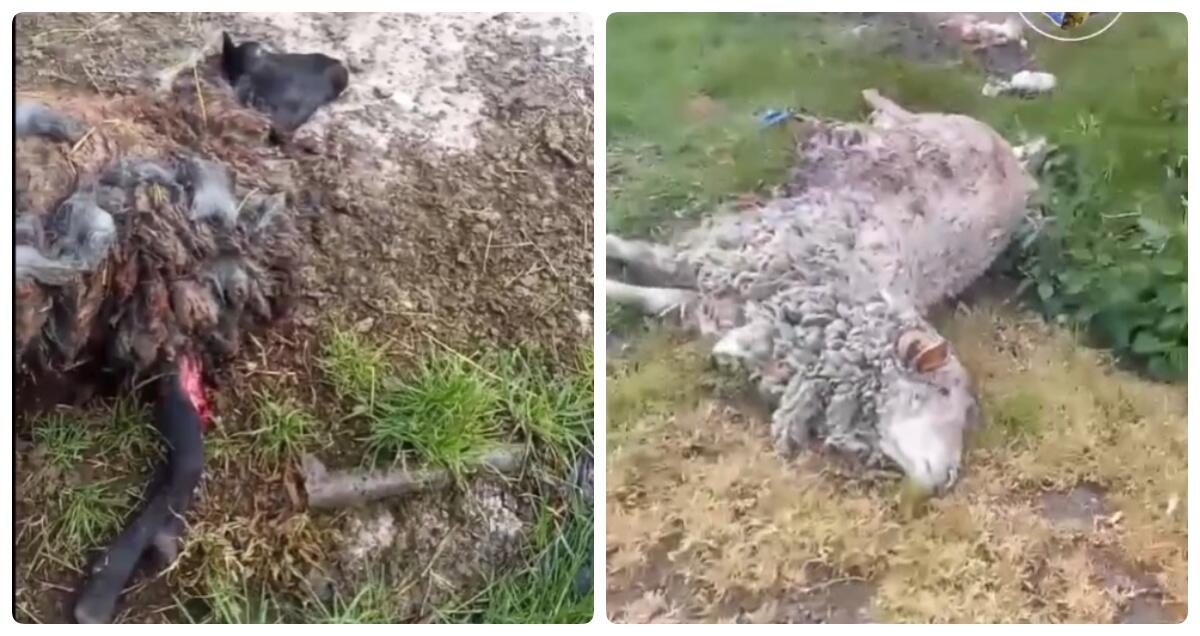 В Тисменицькій громаді вовки загризли овець (відео)