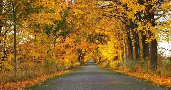Погода в последний день октября: что прогнозируют синоптики