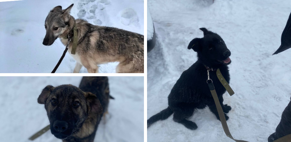 Чимало собак у Вінницькому муніципальному притулку сподіваються знайти дім