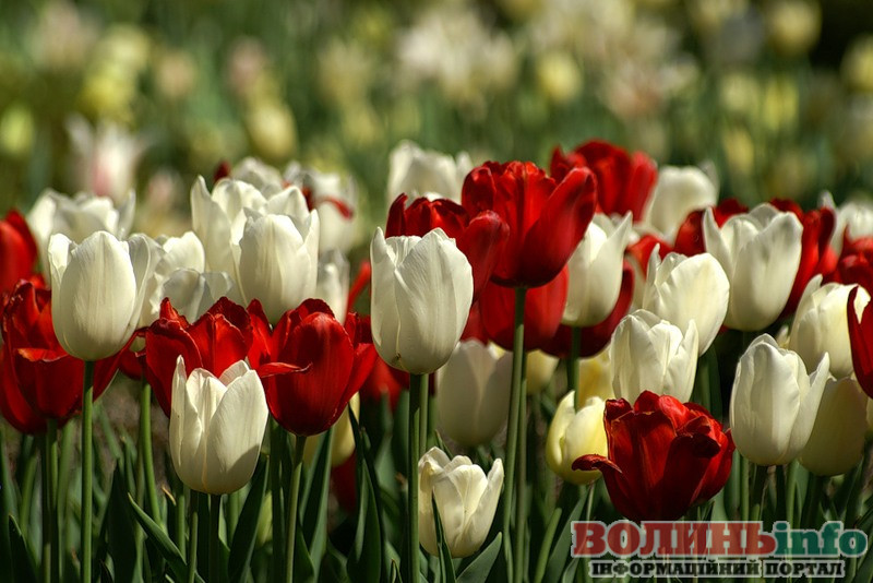 Секрети догляду за тюльпанами після цвітіння