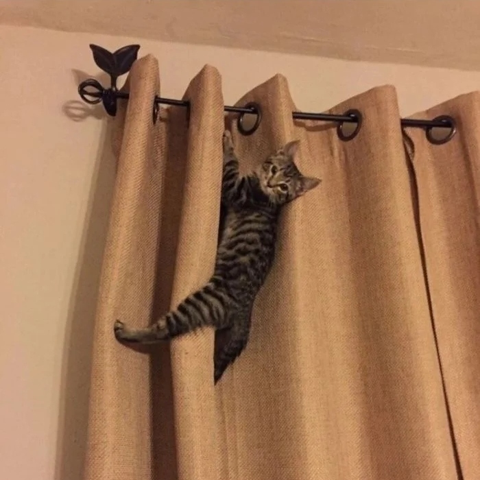 Традиционные способы применения штор от котиков