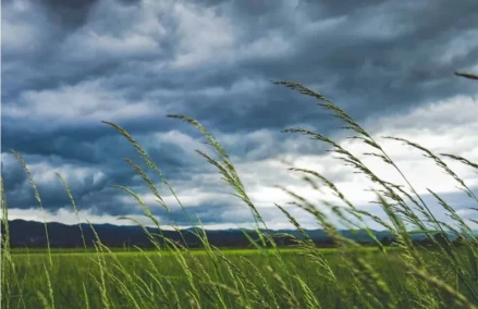 Через штормовий вітер на Прикарпатті оголосили II рівень небезпечності