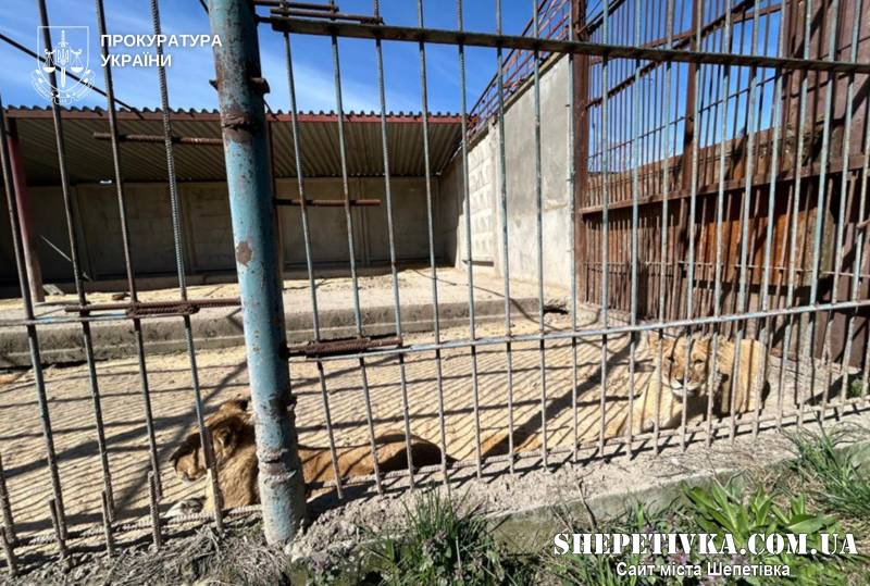 Власнику зоокуточка, звідки втекли левиці, повідомили про підозру через жорстоке поводження з тваринами