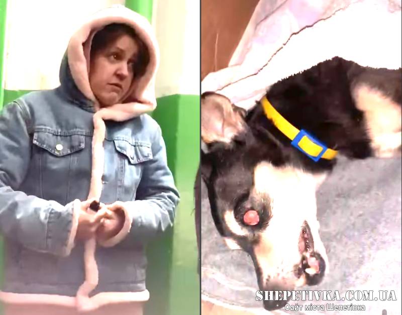 У Нетішині собаку викинули з вікна 7 поверху: відкрито кримінальне провадження
