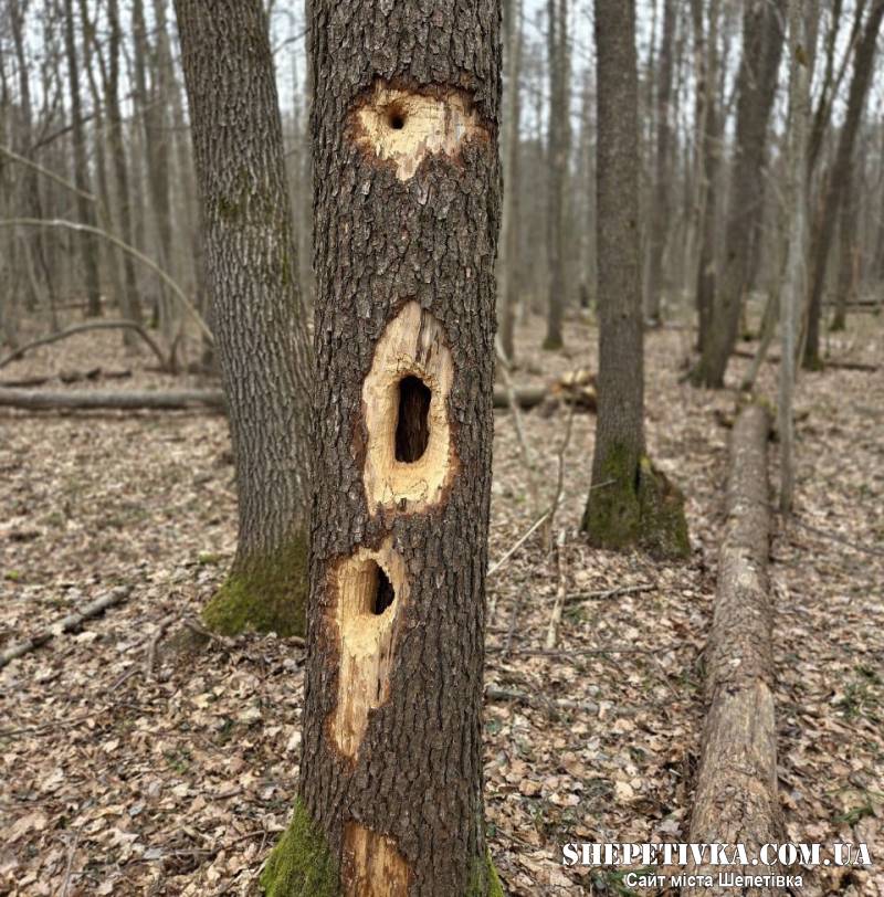 У нацпарку на Шепетівщині виявляють загадкові отвори на деревах: хто їх залишає