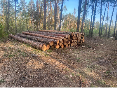 На Сумщині старшого майстра лісу судитимуть за незаконну вирубку дерев на мільйони гривень