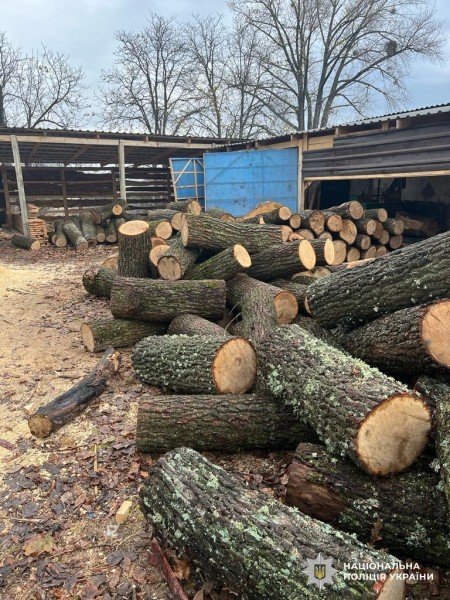 Поліція Кіровоградщини викрила трьох чоловіків у масштабній незаконній порубці лісу
