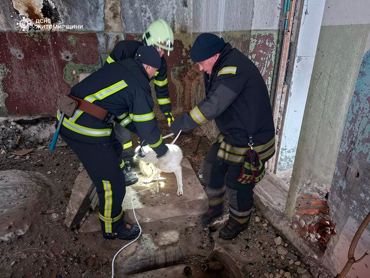 У Бердичеві бійці ДСНС Житомирщини врятували песика, який впав у каналізаційний колодязь