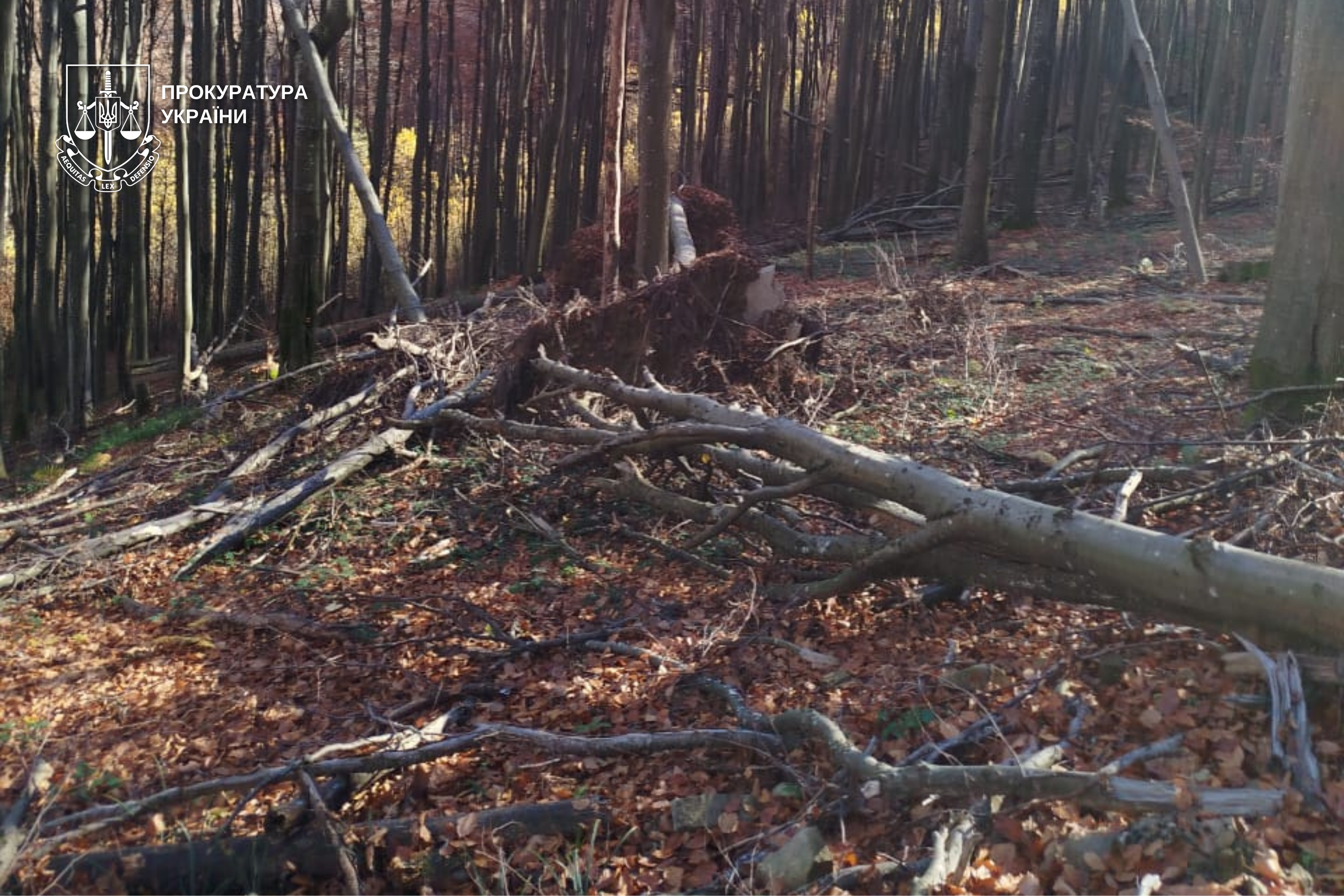 За незаконні рубки на майже 1 мільйон гривень збитків на Закарпатті судитимуть двох майстрів лісу
