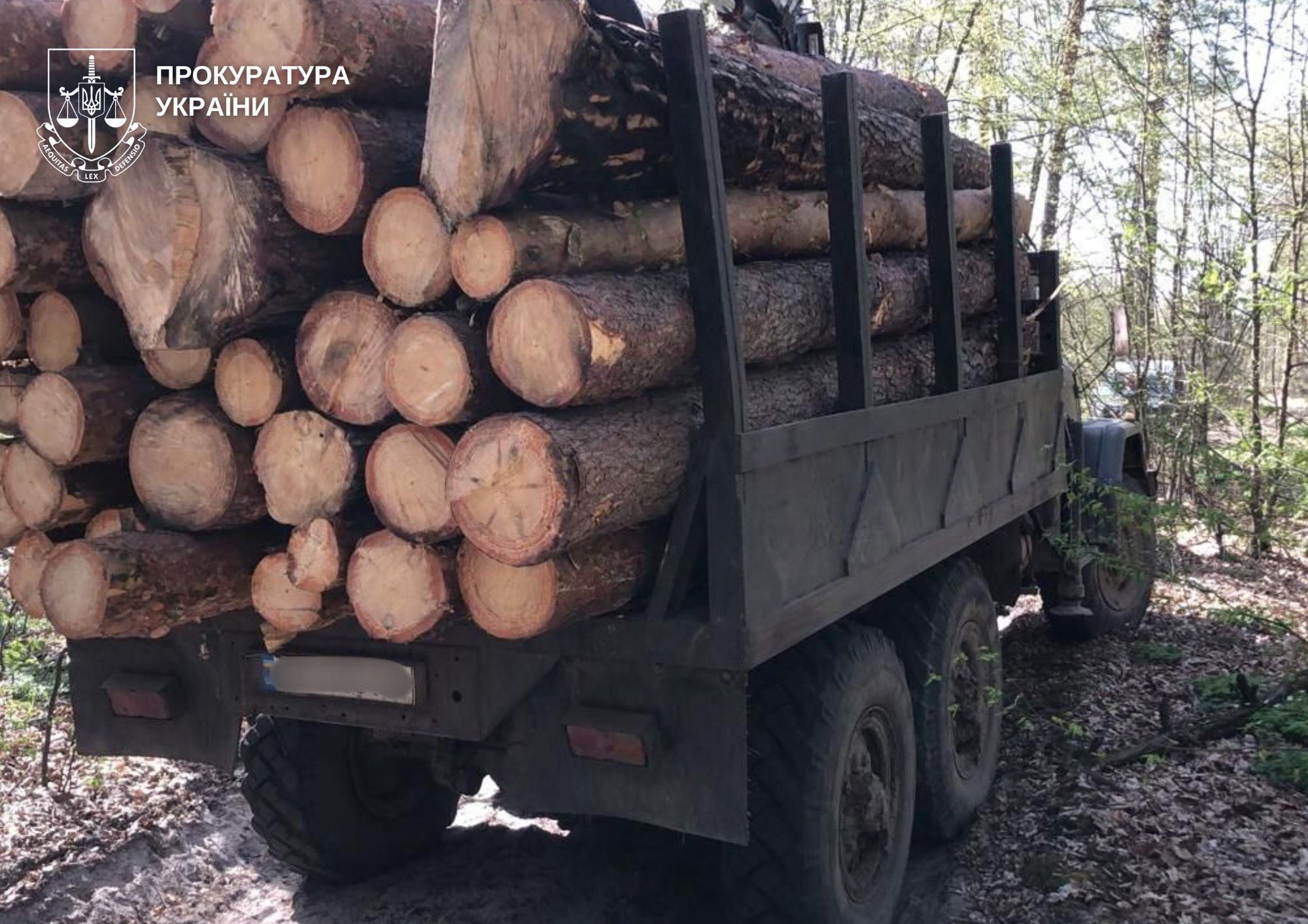 На Житомирщині викрито схему незаконної вирубки лісу на понад 1,3 млн грн, - прокуратура