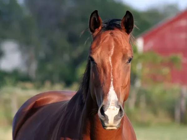 Відновлення через природу: у центрі «Еколайф» на Полтавщині готують сезон занять з іпотерапії для ветеранів