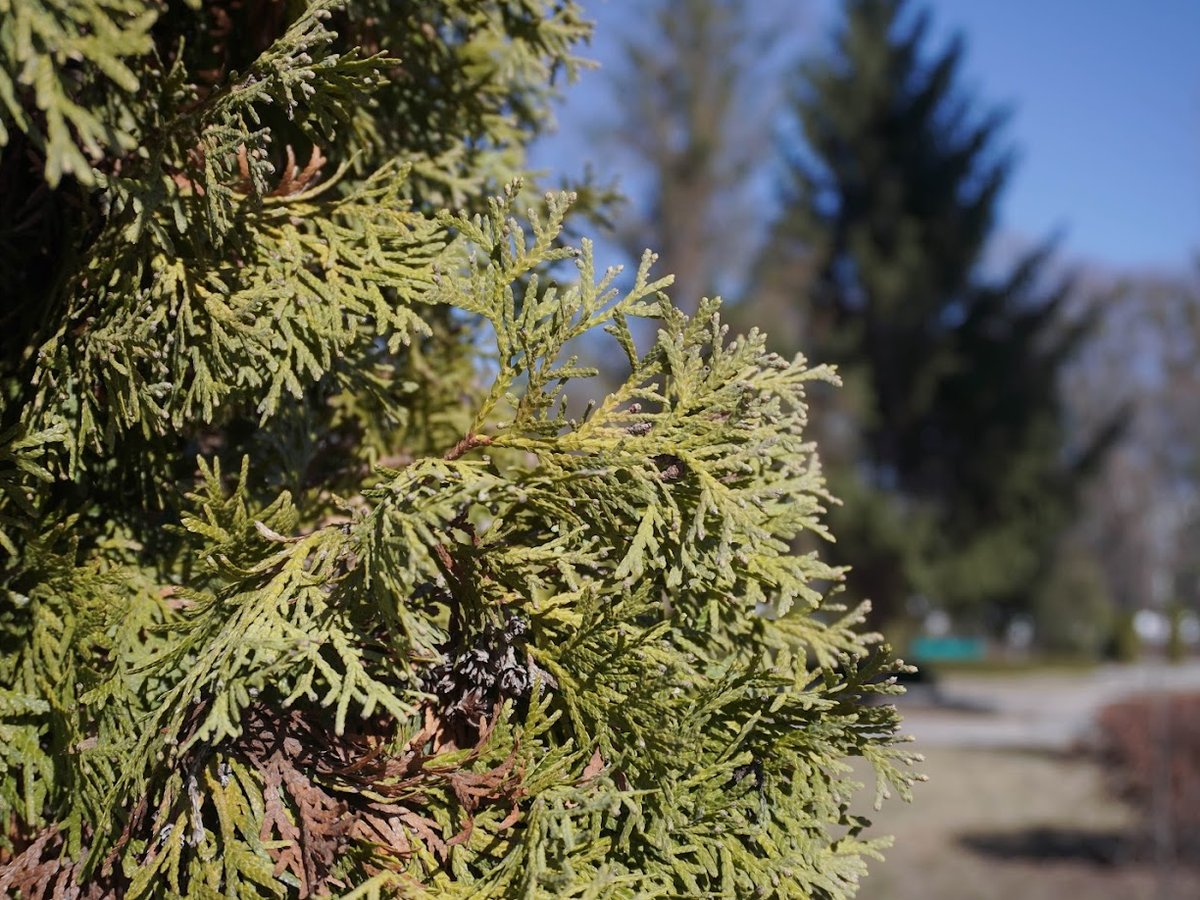 Батьківська субота та Фомин день 21 березня: традиції поминання, народні прикмети та всесвітні свята