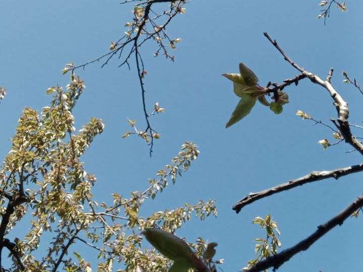 Аномально холодний квітень на Полтавщині: як погода вплинула на врожай