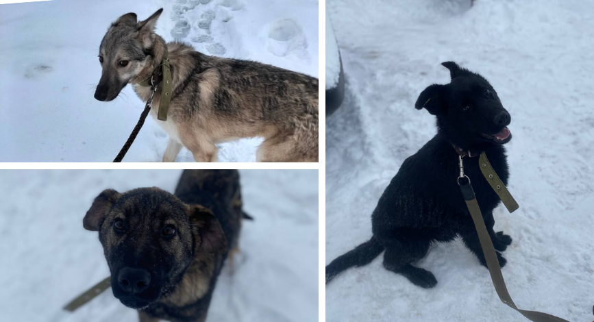 Вінницький муніципальний притулок шукає родини для своїх чотирилапих підопічних